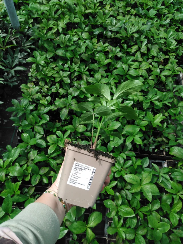 Jouluruusu Double Ellen White Spotted - 2024