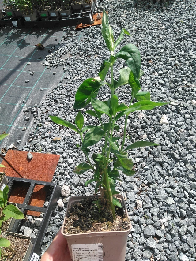 Leimu Sternhimmel - 24. 6. 2025