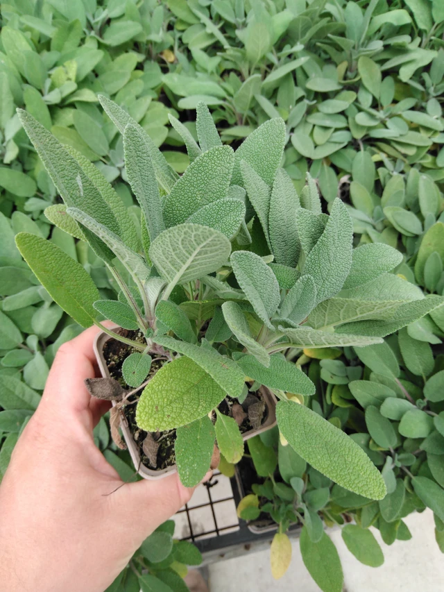 Šalvěj lékařská Grower's Friend - 2024