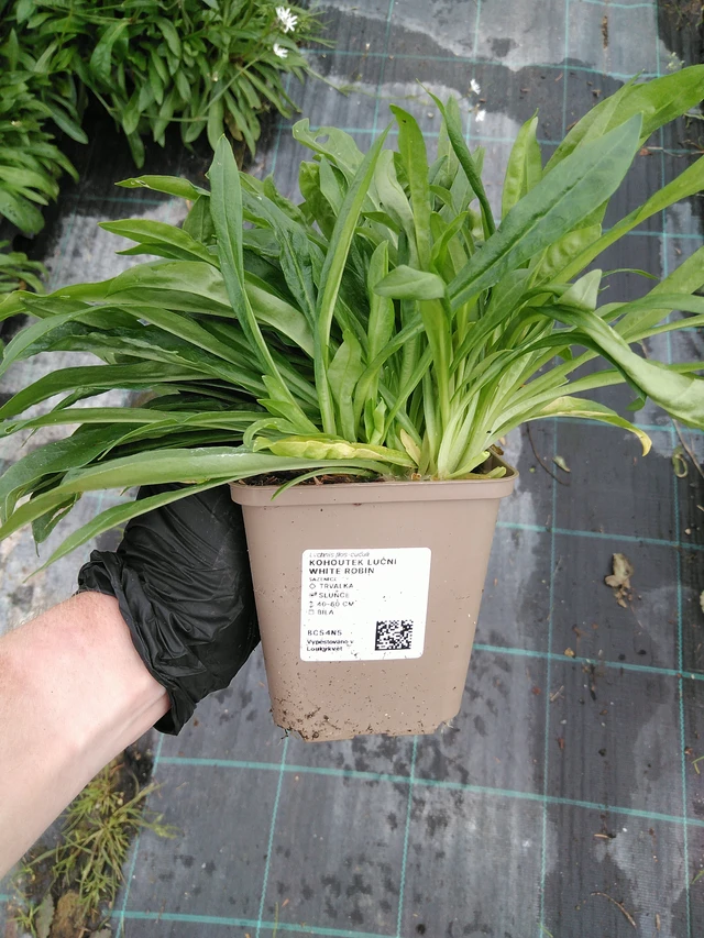 Flor de cuclillo White Robin - 10. 9. 2025