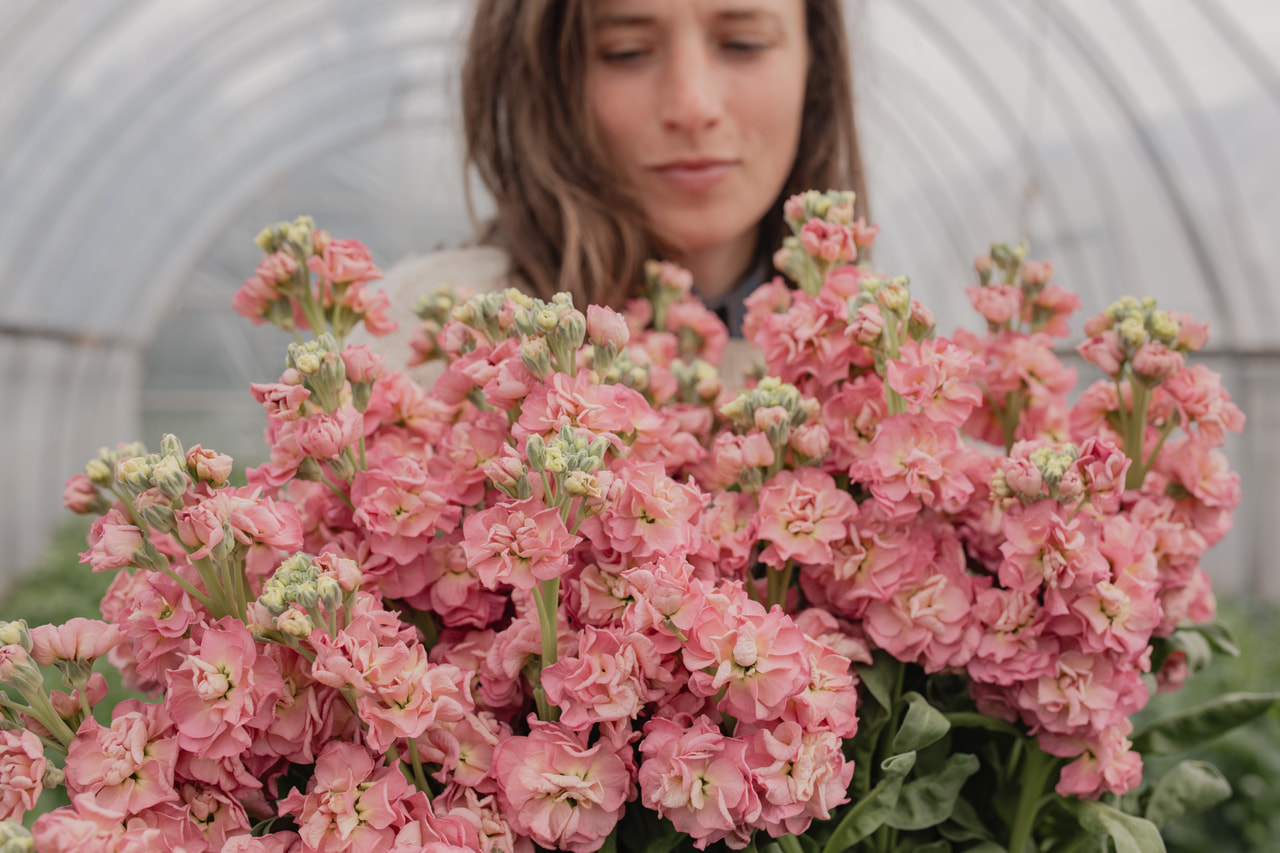 Stock StoX Antique Rose, Loukykvět