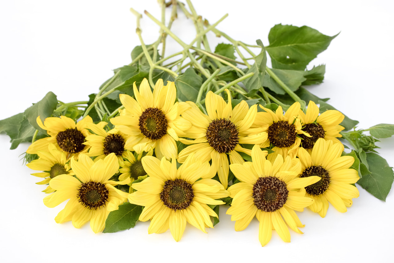 Zonnebloem Soluna Lemon, Loukykvět