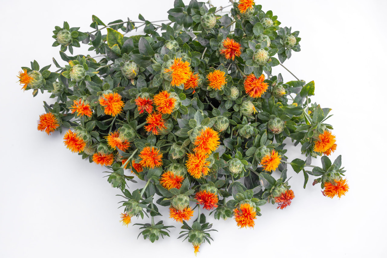 Värisaflori Zanzibar, Loukykvět