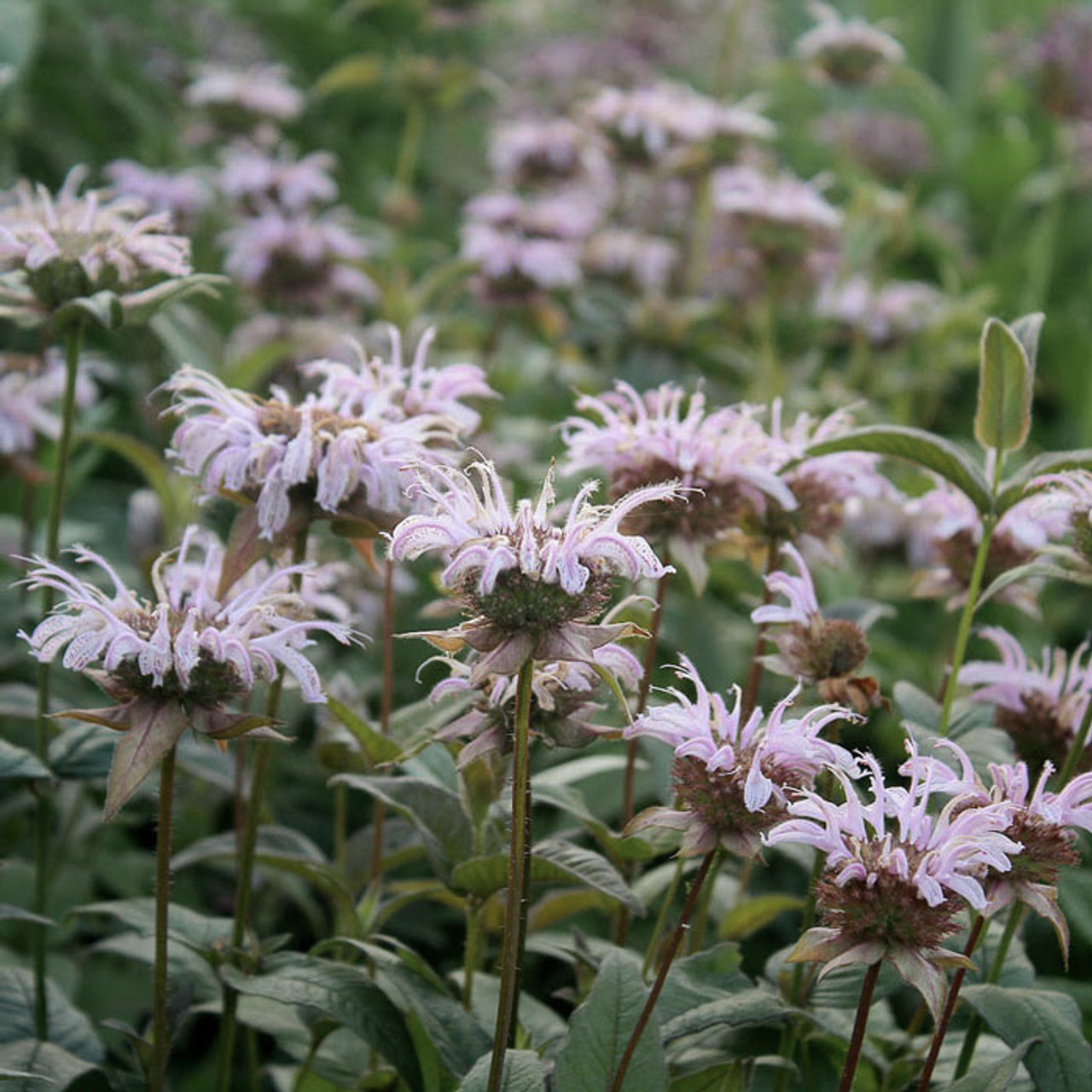 Monarda bradburiana, Loukykvět