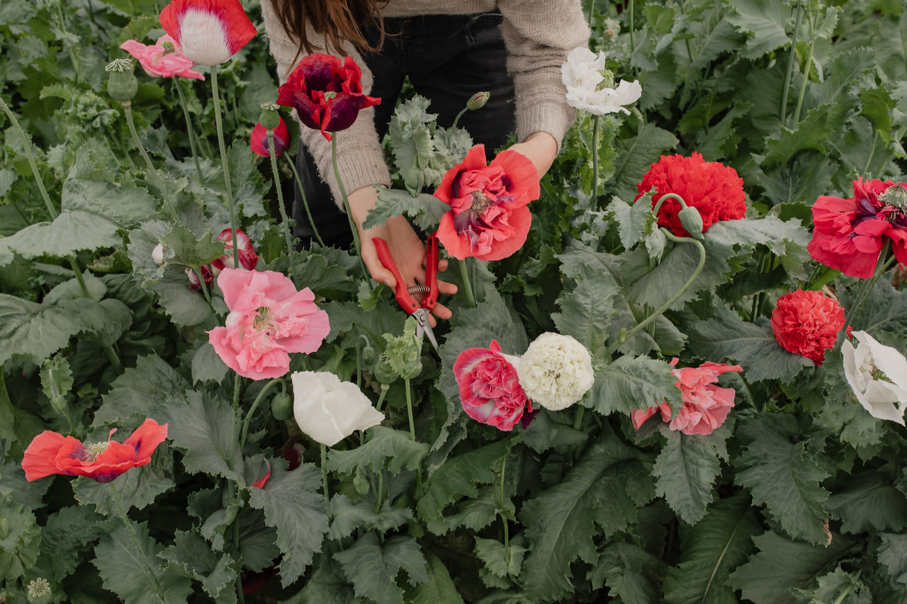 Amapola de peonía Antique Shades, Loukykvět