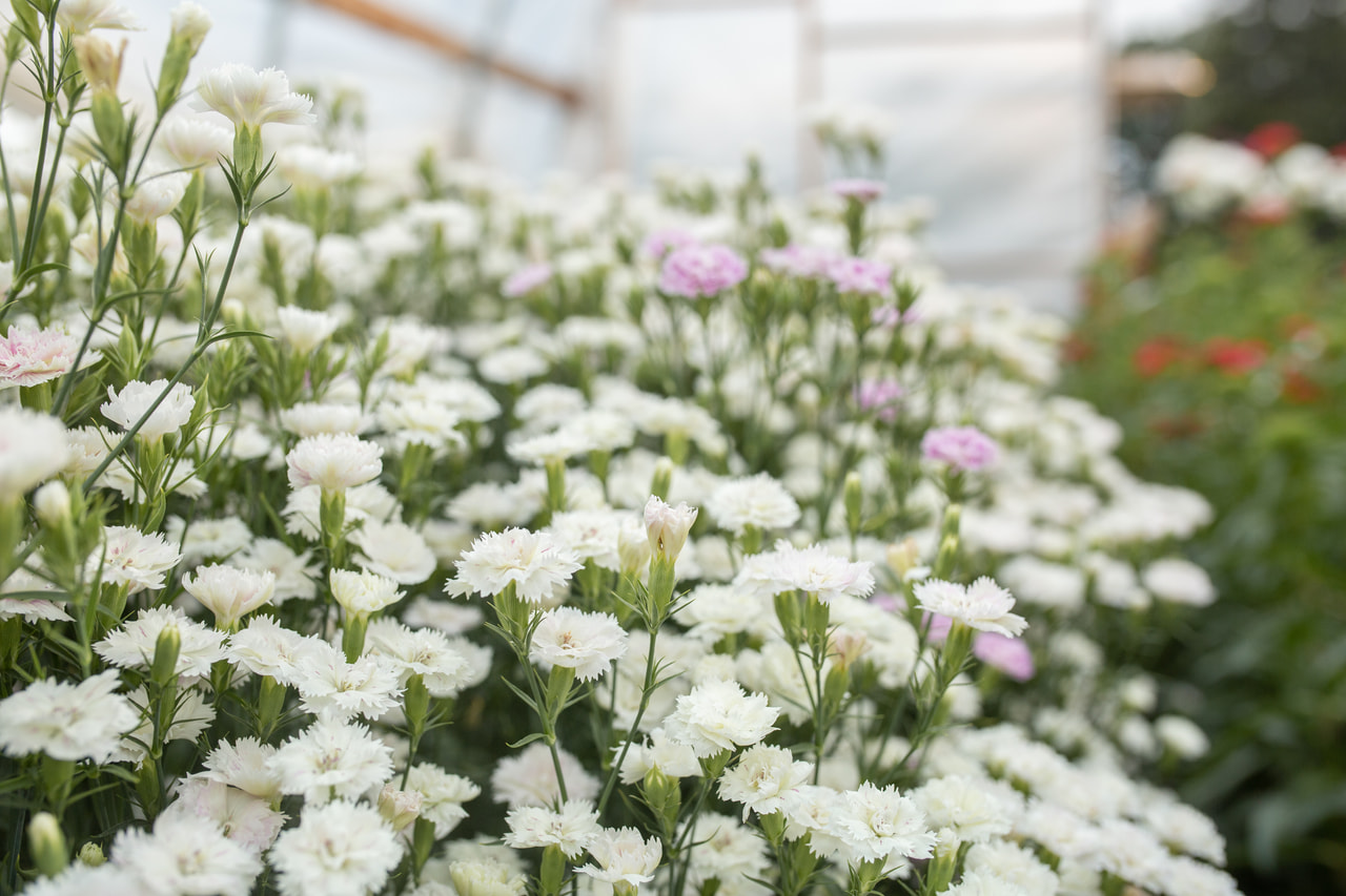 Clavel Dynasty White Blush, Loukykvět