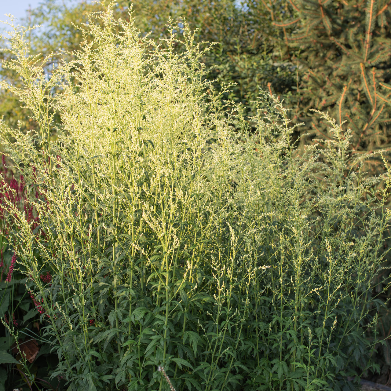 Artemisa, Loukykvět