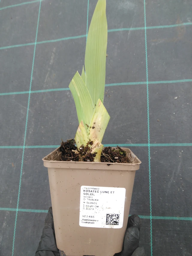 Kurjenmiekka Lune et Soleil - 1. 4. 2026