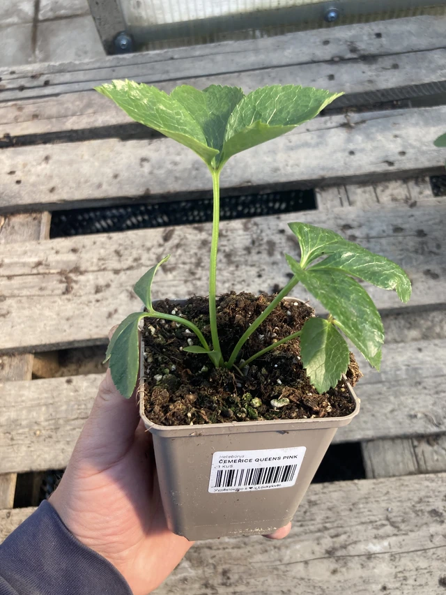 Jouluruusu Queens Pink - 2024