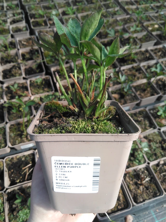 Jouluruusu Double Ellen Purple - 3. 4. 2025