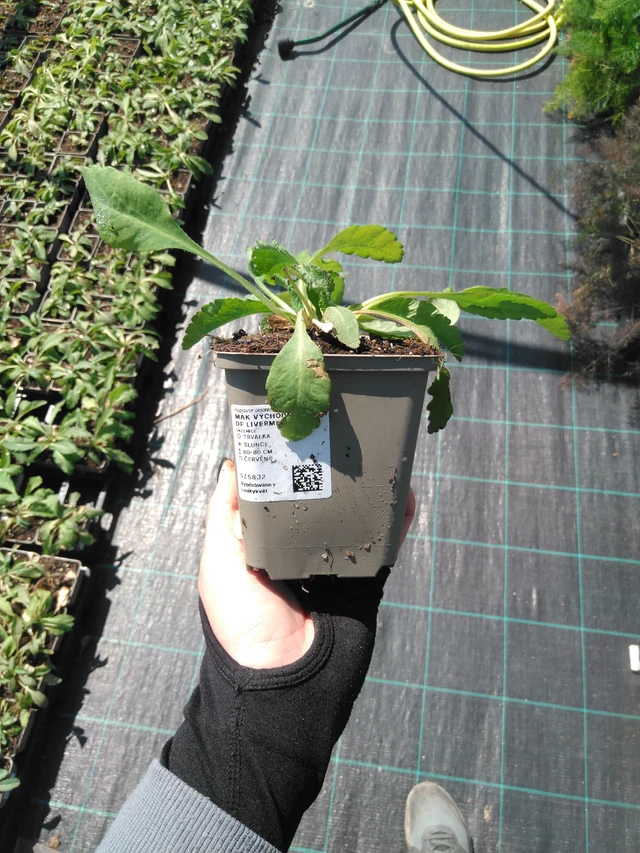 Idänunikko Beauty of Livermere - 13. 5. 2025