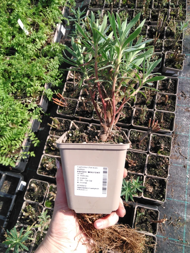 Euphorbia Wulfenii - 2024