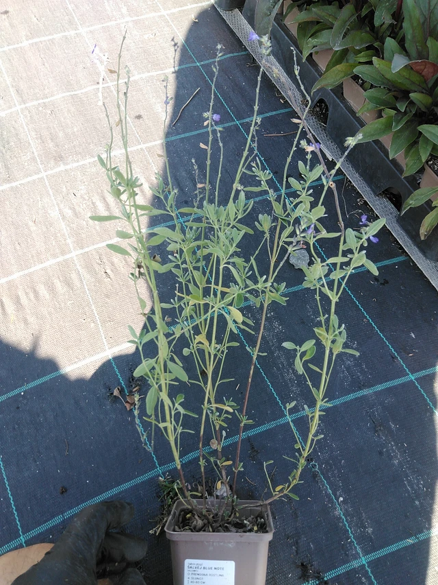 Salvia Blue Note - 19. 8. 2025