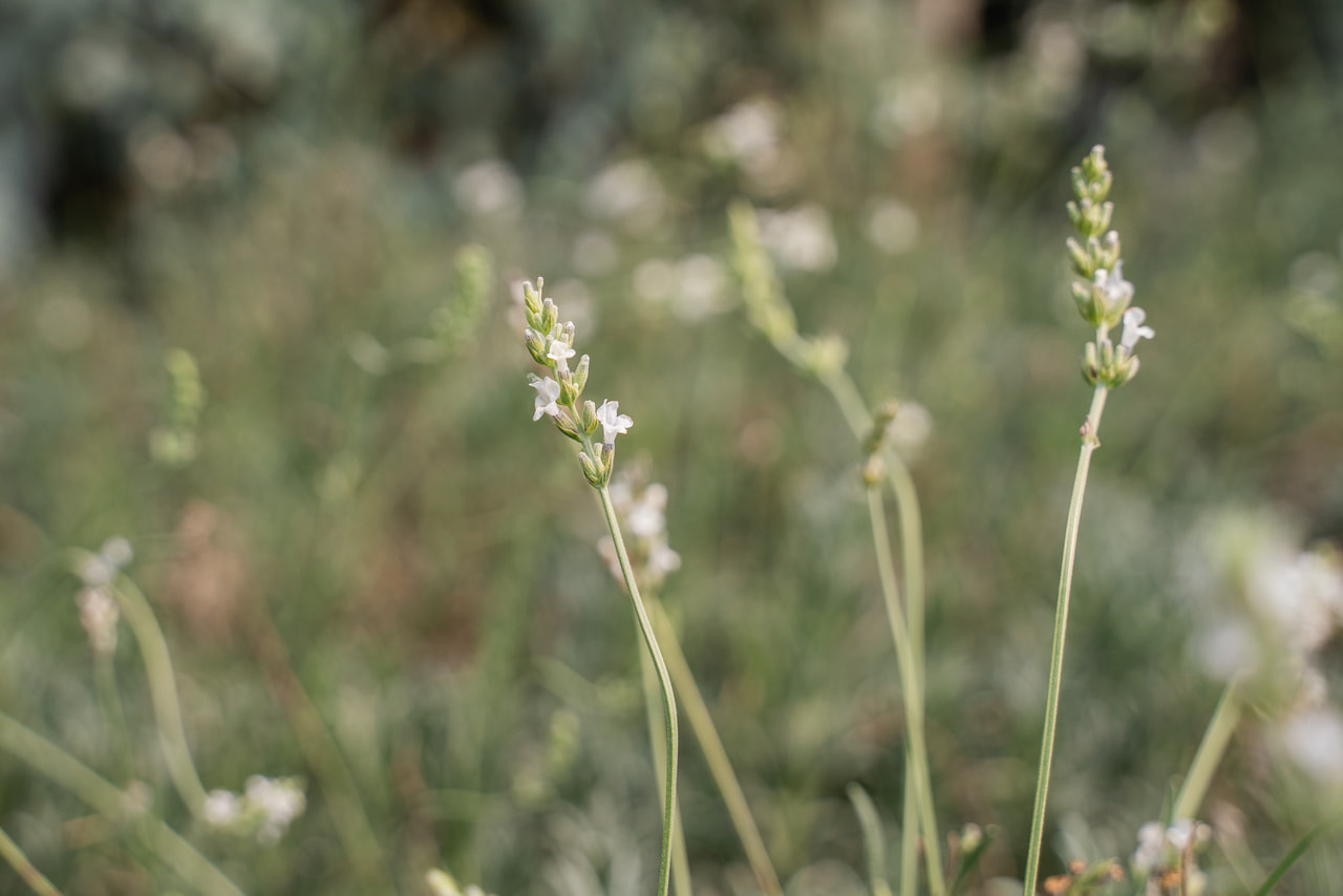 Laventeli Edelweiss, Loukykvět