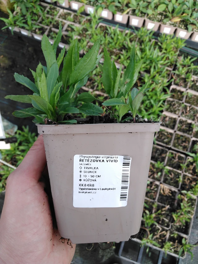 Kellopeippi Vivid - 2024