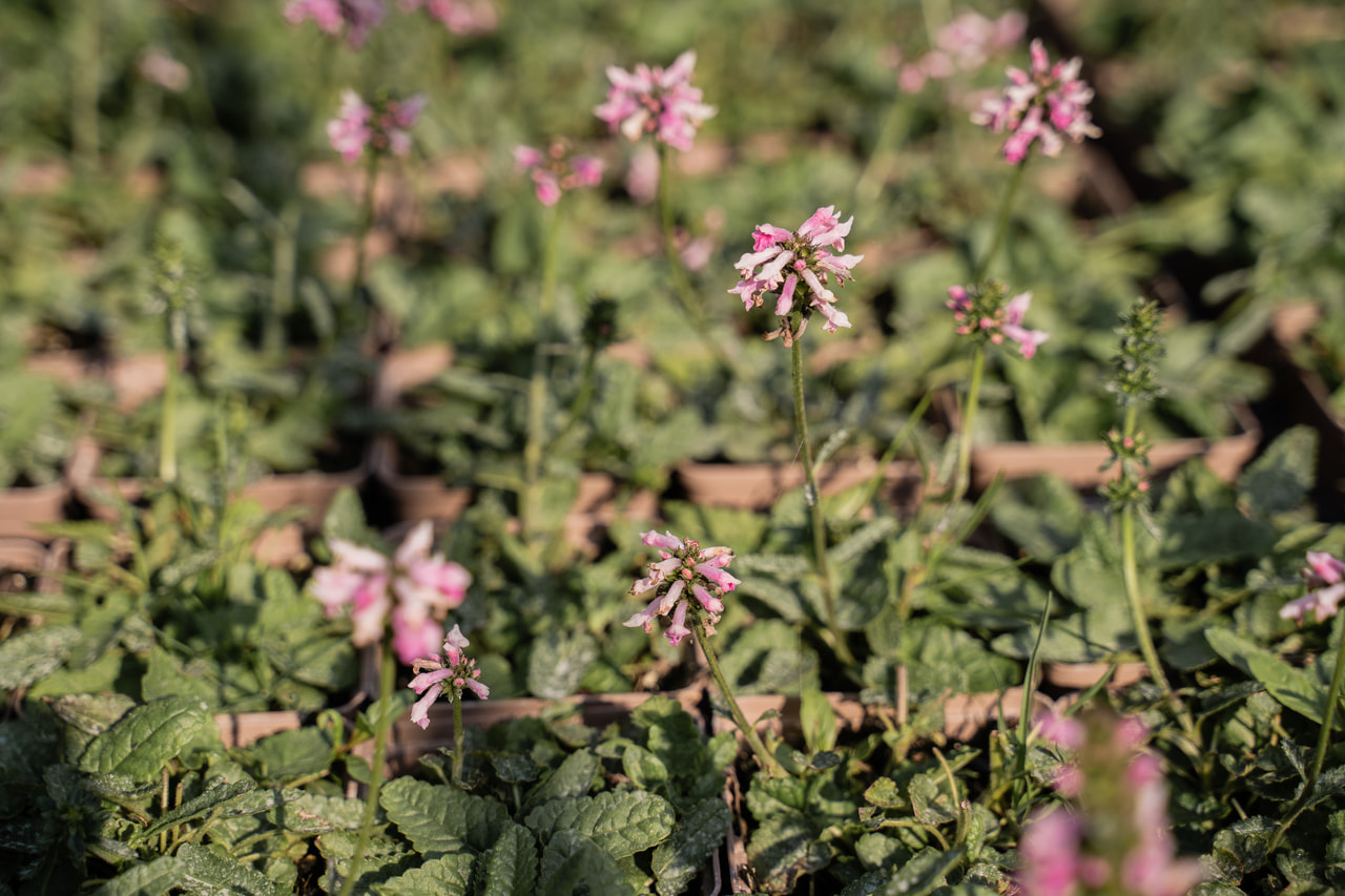 Betónica Saharan Pink, Loukykvět