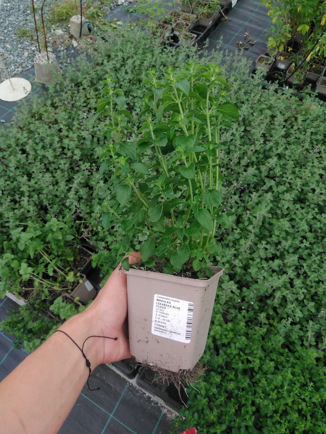 Käenminttu Blue Cloud - 2024