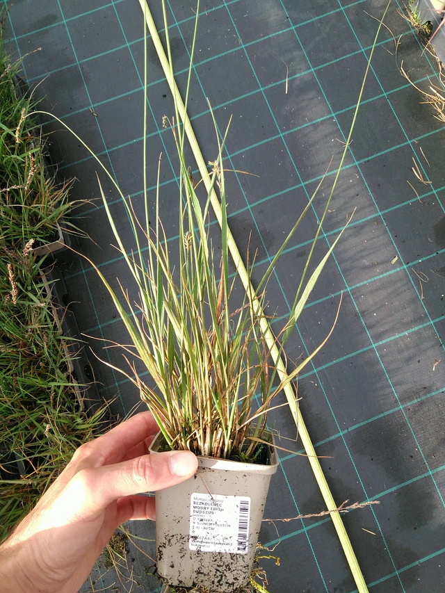 Molinia Edith Dudszus - 28. 7. 2025