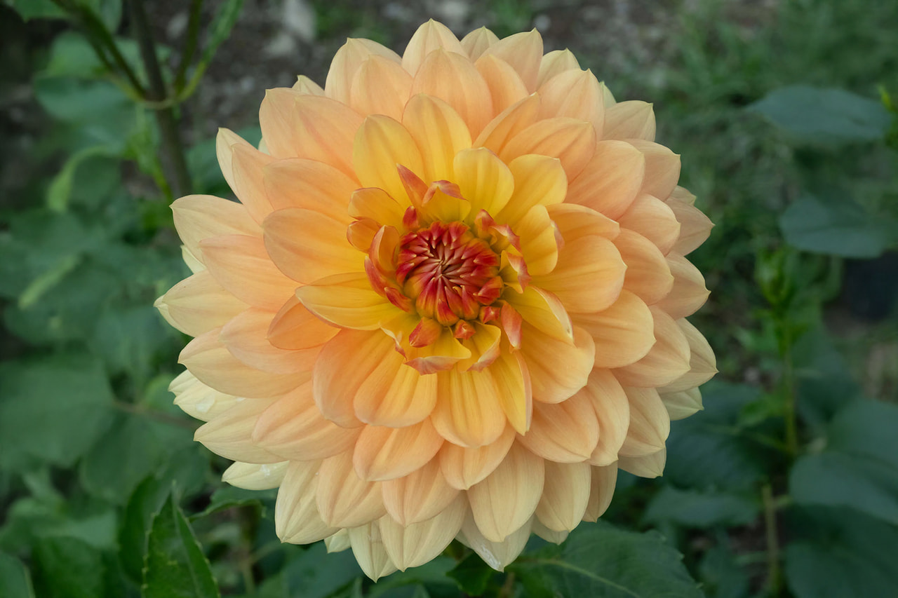 Dalia Rancho, Loukykvět