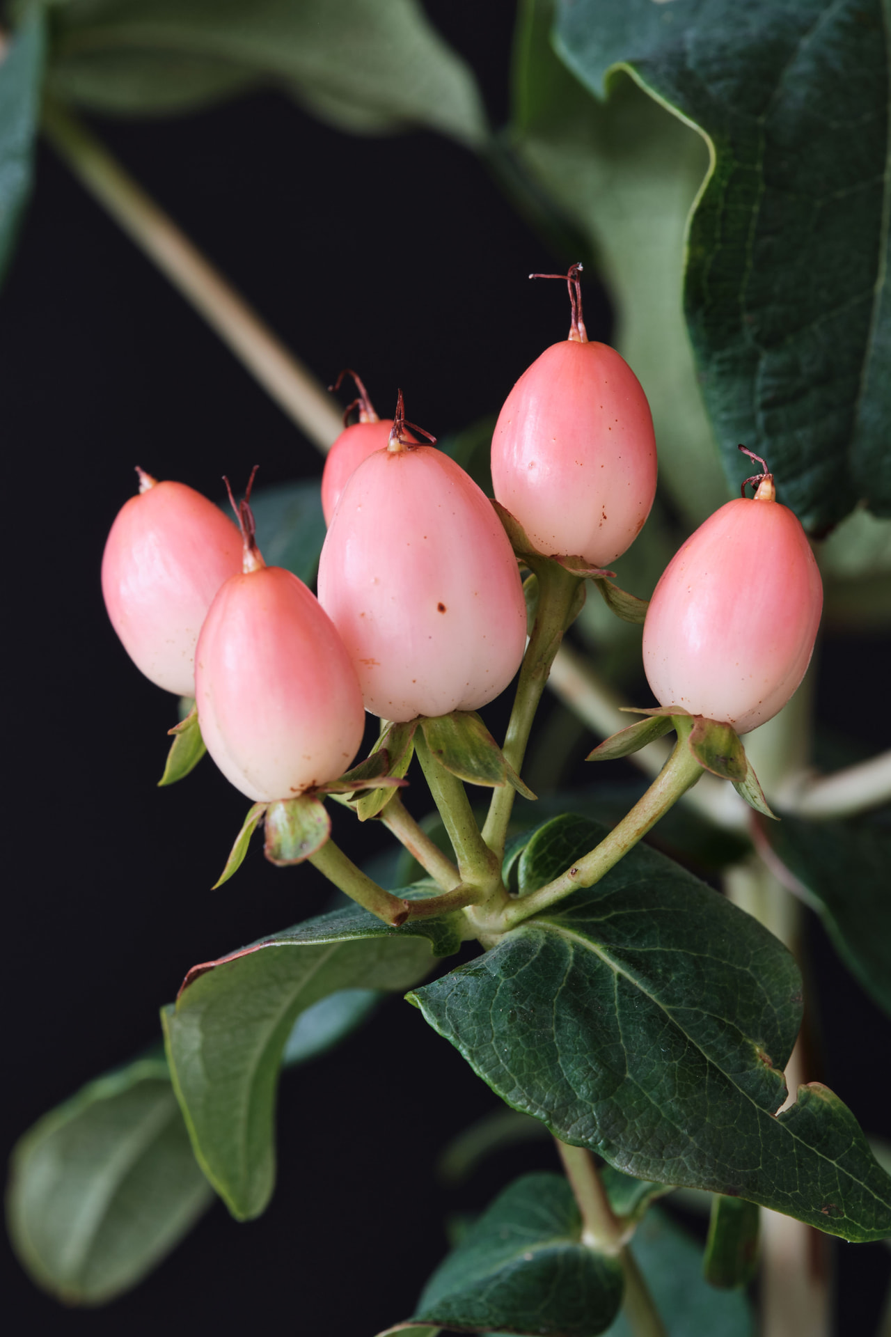 Kuisma Magical Innocence, Loukykvět