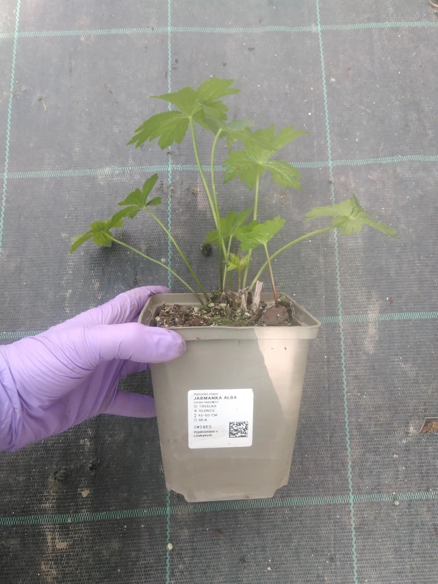 Tähtiputki Alba - 10. 7. 2025