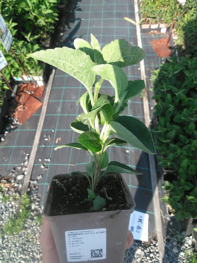 Päivänhattu Little Henry - 14. 7. 2025