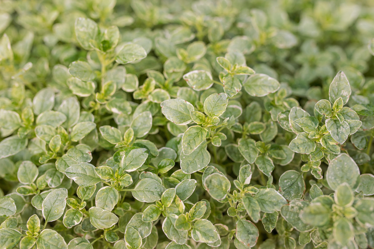 Oregano Aureum Variegata, Loukykvět
