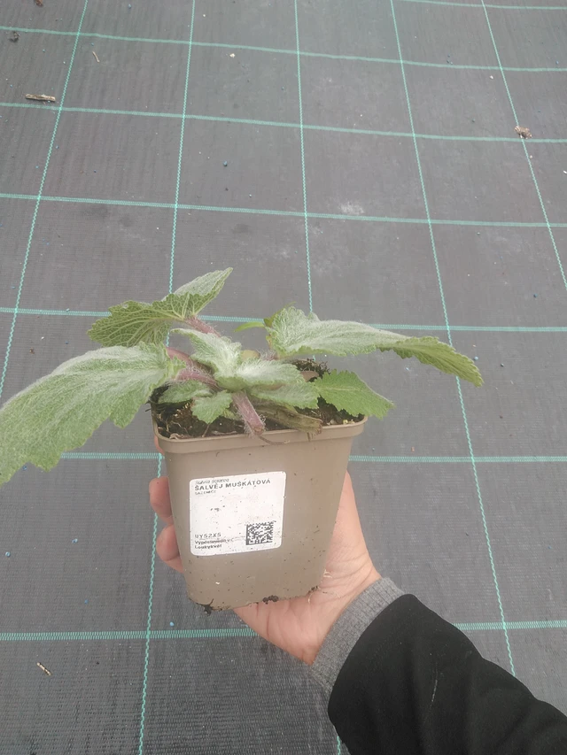 Salvia sclarea - 10. 10. 2025