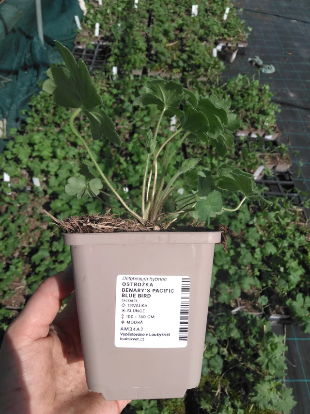 Ritarinkannus Benary’s Pacific Blue Bird - 2024