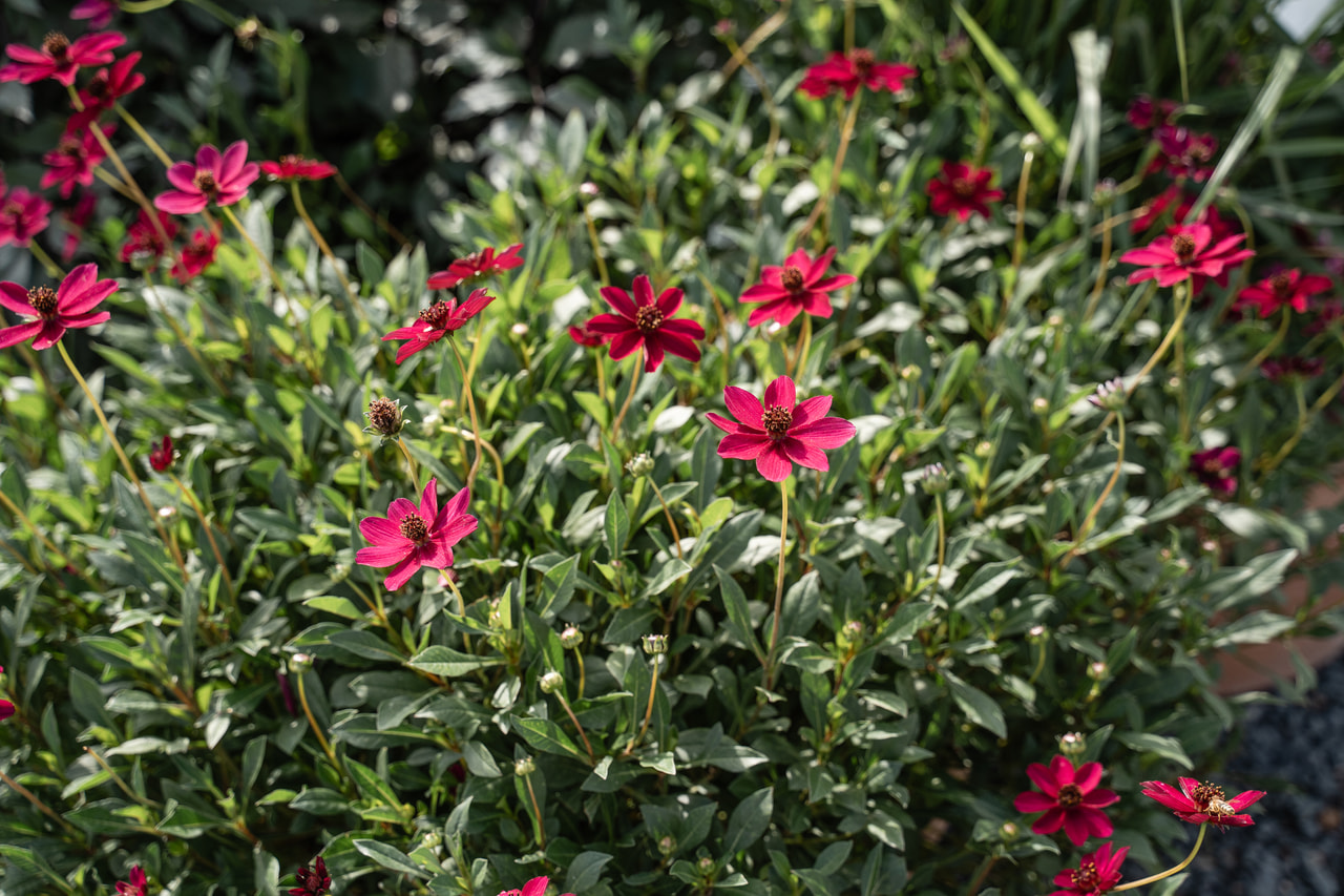 Kosmoskukka Cherry Chocolate, Loukykvět