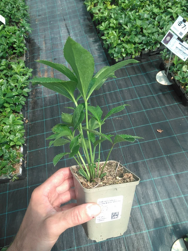 Jouluruusu Double Ellen White Spotted - 24. 6. 2025