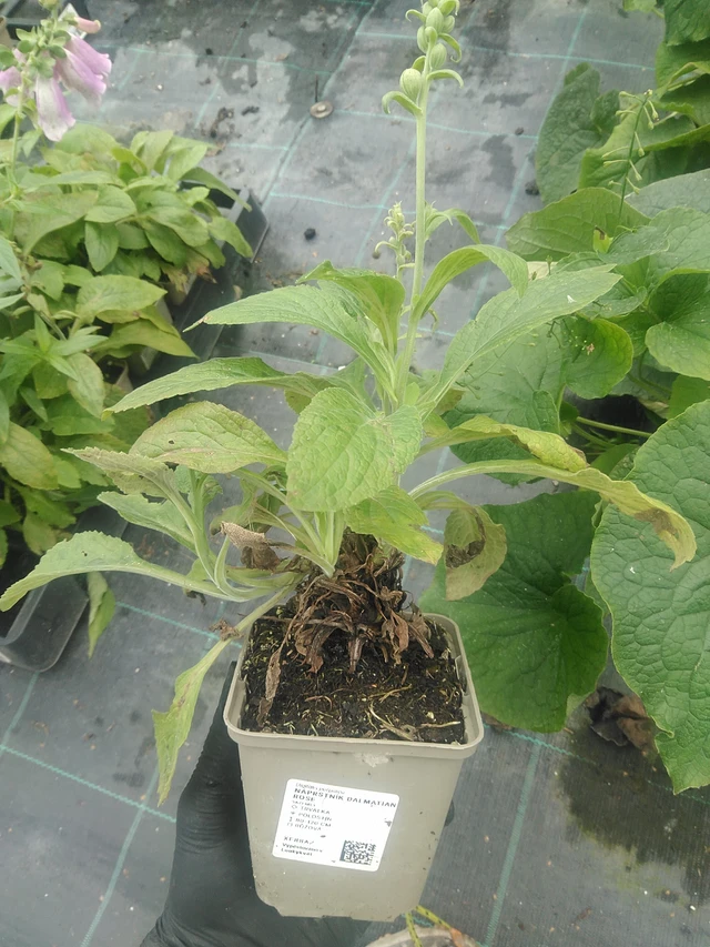 Sormustinkukka Dalmatian Rose - 10. 9. 2025