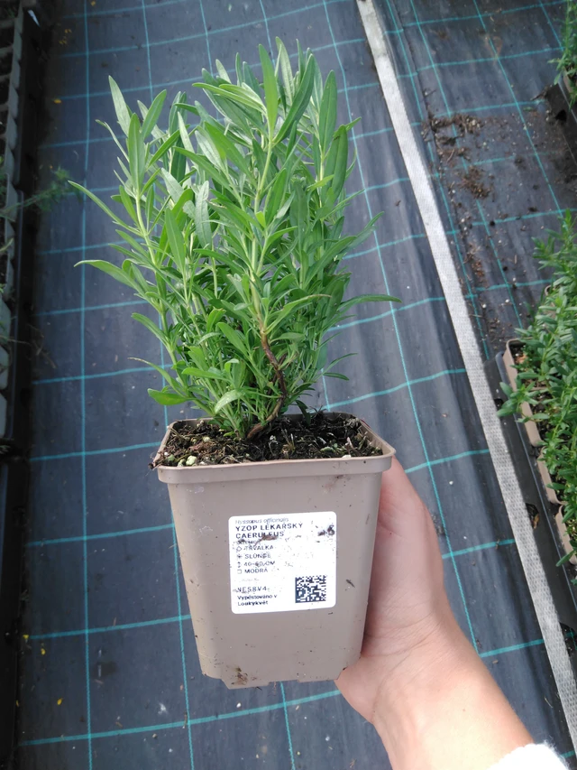 Hisopo Caeruleus - 11. 9. 2025