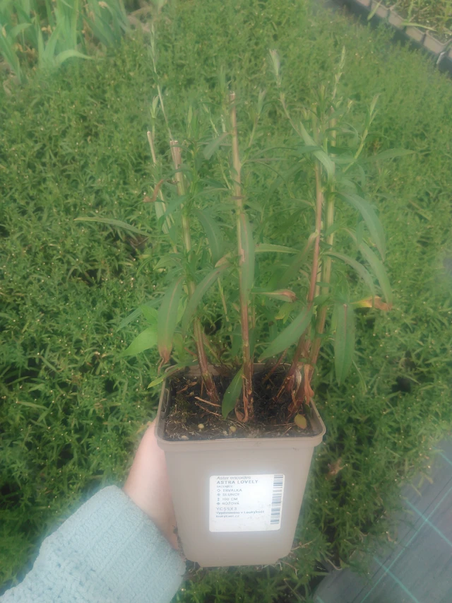 Asteri Lovely - 2024