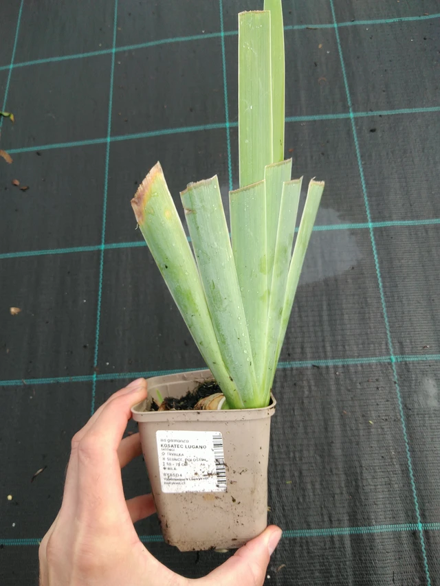 Kurjenmiekka Lugano - 28. 7. 2025