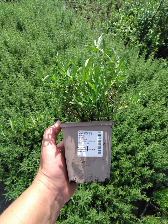 Kärsämö The Pearl - 2024