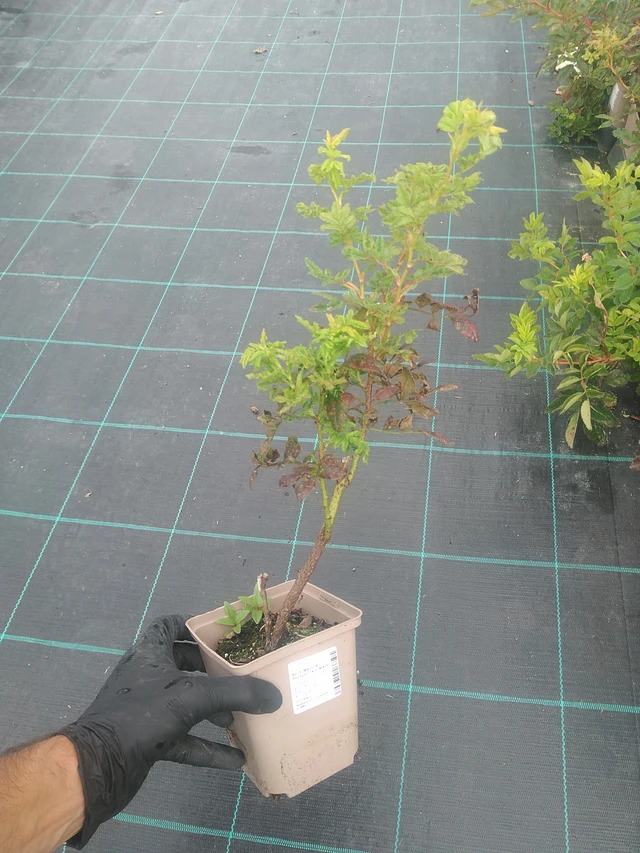 Rosa Magical Delight (Kolmade) - 10. 9. 2025