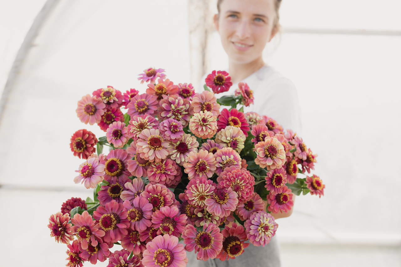 Zinnia Queen Lime Red, Loukykvět