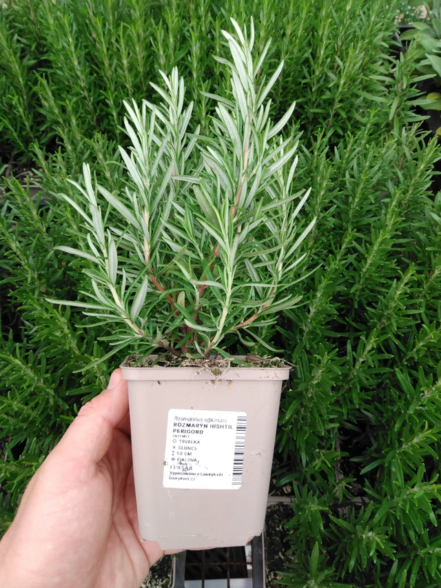 Rosmariini Hishtil Perigord - 2024