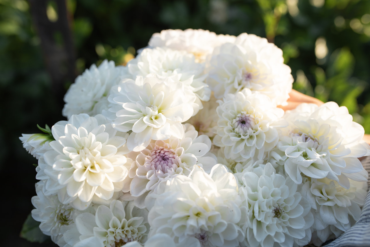 Dalia Eveline, Loukykvět