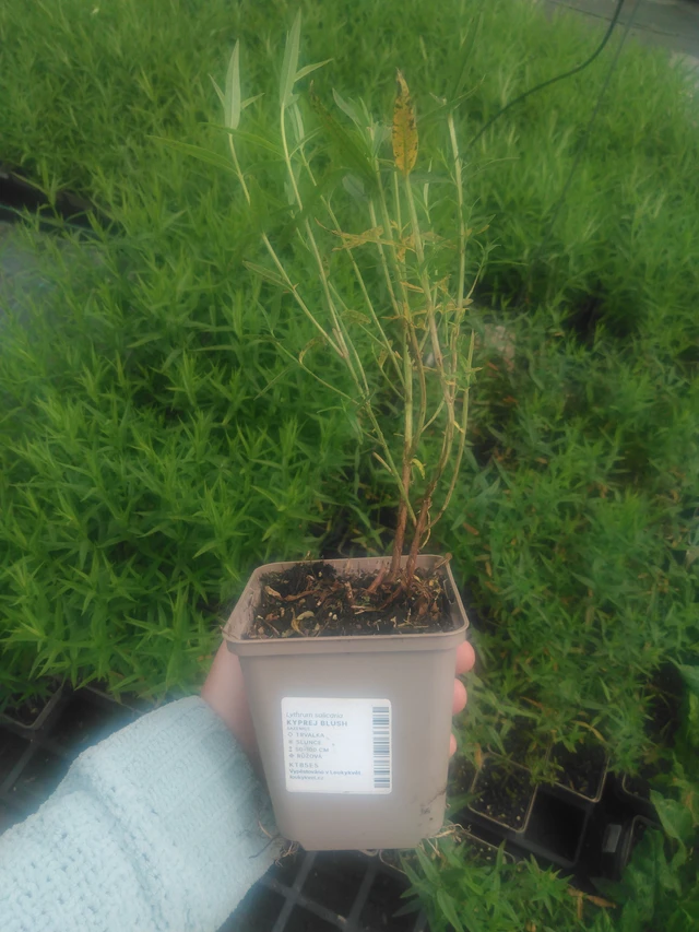 Rantakukka Blush - 2024