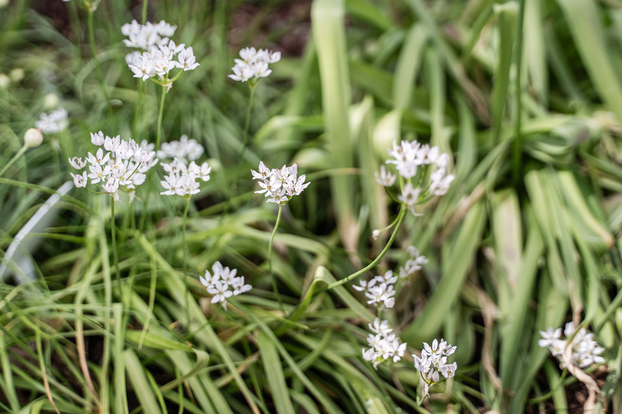 Allium neapolitanum, Loukykvět