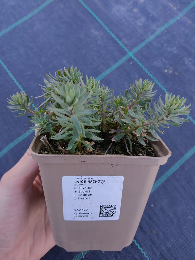 Linaria purpurea - 27. 3. 2026