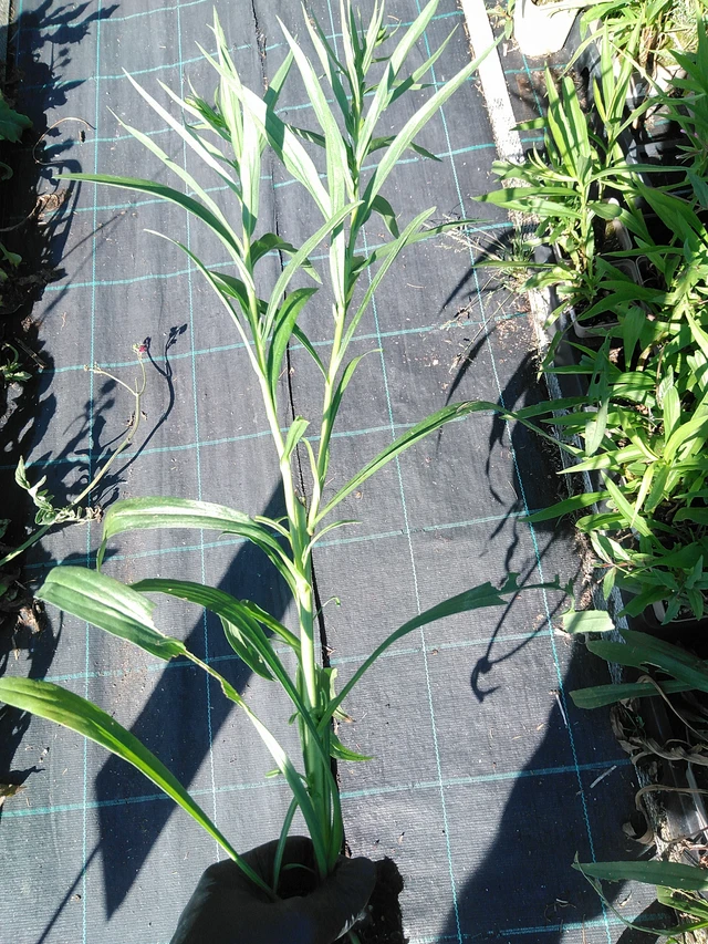 Piisku Romantic Glory - 19. 8. 2025