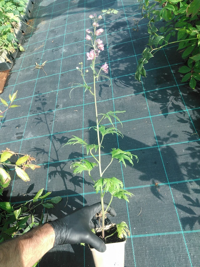 Espuela de caballero Highlander Flamenco - 1. 9. 2025