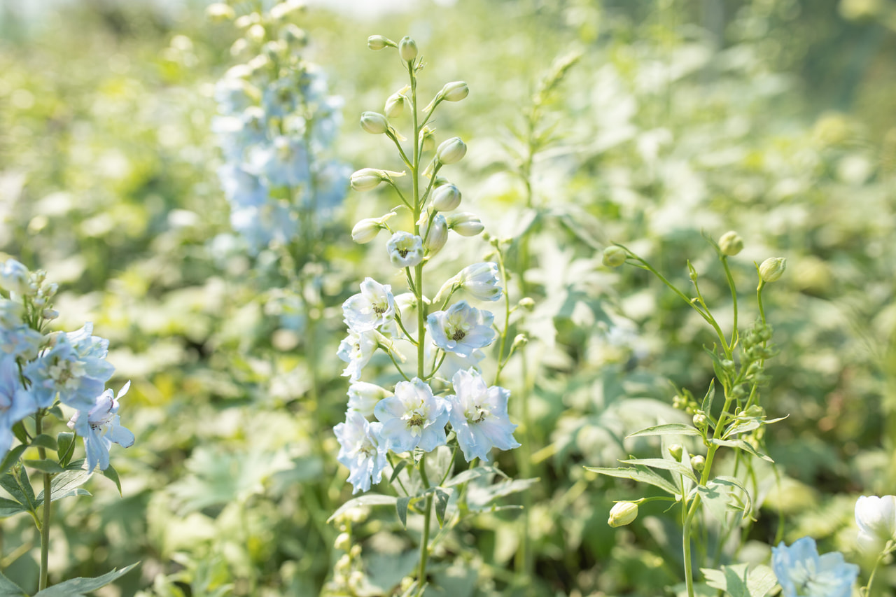 Larkspur Benary’s Pacific Summer Skies, Loukykvět