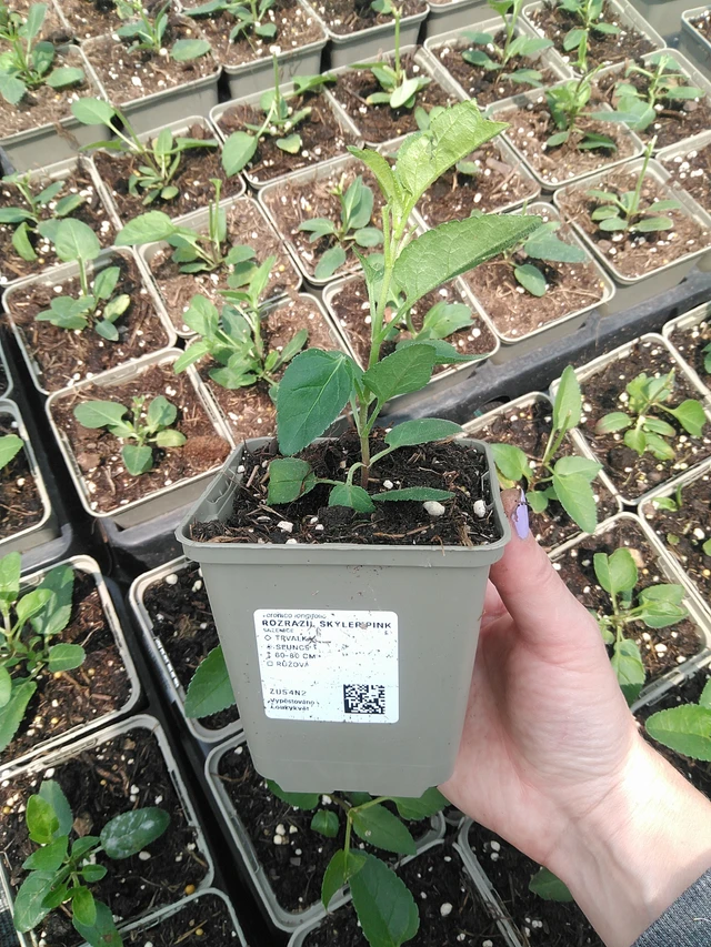 Tähkätädyke Skyler Pink - 9. 6. 2025