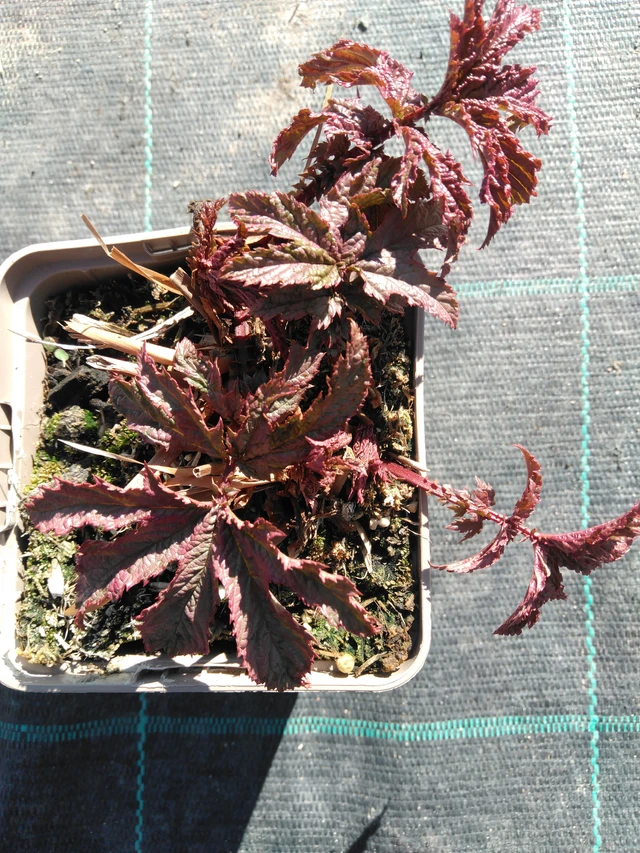 Preeria-angervo Venusta - 3. 4. 2025