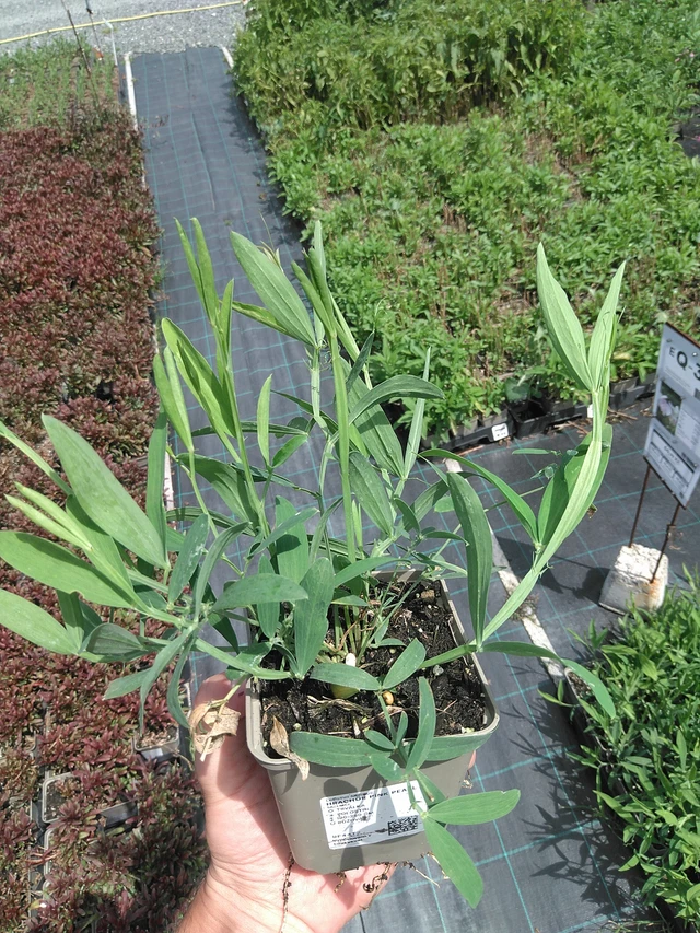 Tuoksuherne Pink Pearl - 24. 6. 2025