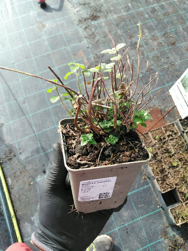 Kivikkokäenminttu - 31. 10. 2025